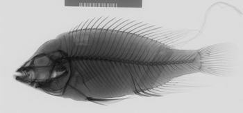 Media type: image;   Ichthyology 153525 Aspect: lateral,description